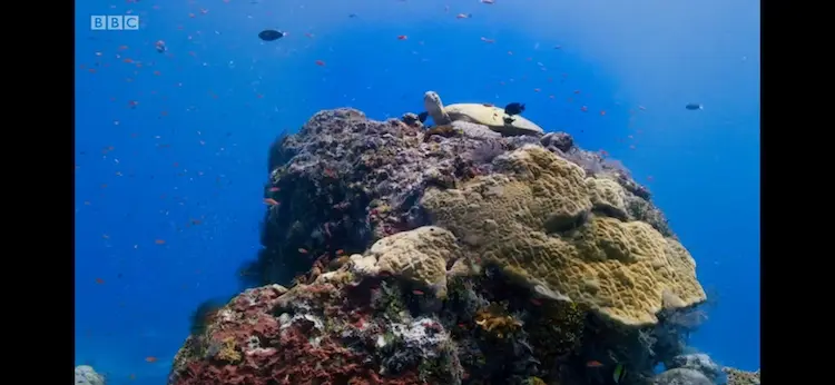 Green sea turtle (Chelonia mydas) as shown in Blue Planet II - Coral Reefs